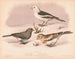 Sneeuwvogel - Louis Prang Co — weergave van het kunstwerk