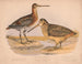 Bécassine van Wilson - Louis Prang Co — weergave van het kunstwerk