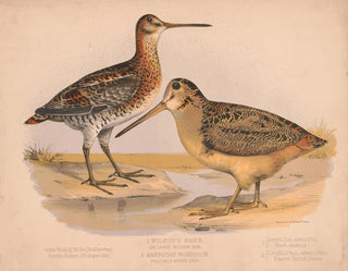 Louis Prang  Co - 1 Wilsons snipe Gallinago wilsoni bon 2 American woodcock Philohela minor gray.webp