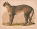 Amerikaanse panter Felis concolor linn - Louis Prang Co — weergave van het kunstwerk