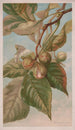 Caryer balai ou caryer porcin Carya porcina - Louis Prang Co — weergave van het kunstwerk