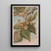 Caryer balai ou caryer porcin Carya porcina - Louis Prang Co — ingelijst kunstwerk aan de muur