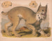 Lynx du Canada - Louis Prang Co — weergave van het kunstwerk