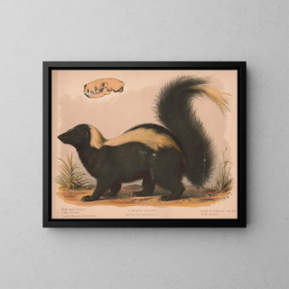 Moufette commune - Louis Prang Co — ingelijst kunstwerk aan de muur