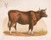 Koe - Louis Prang Co — weergave van het kunstwerk
