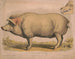 Varkentje - Louis Prang Co — weergave van het kunstwerk