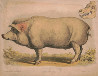 Louis Prang  Co - Domestic pig.webp