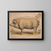 Varkentje - Louis Prang Co — ingelijst kunstwerk aan de muur