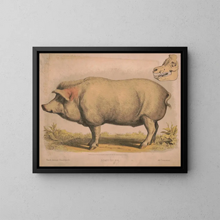 Louis Prang  Co - Domestic pig.webp