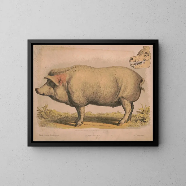 Varkentje - Louis Prang Co — ingelijst kunstwerk aan de muur
