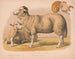 Mouton domestique - Louis Prang Co — weergave van het kunstwerk