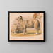 Mouton domestique - Louis Prang Co — ingelijst kunstwerk aan de muur