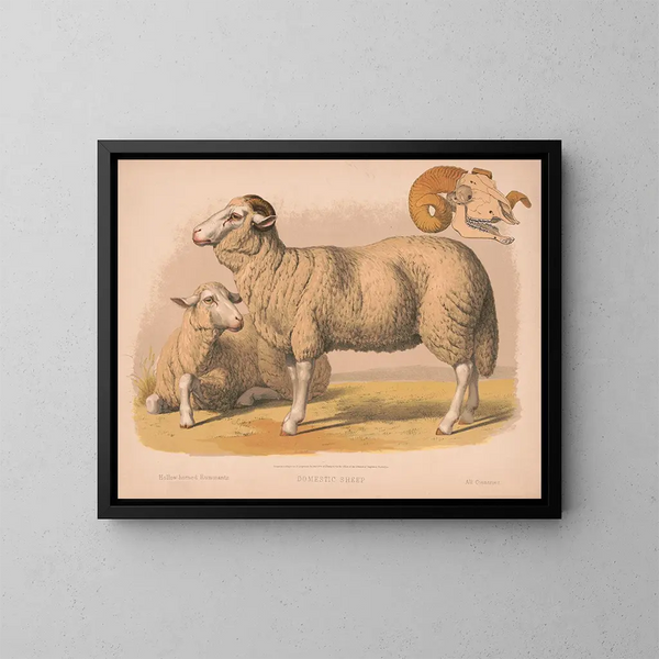 Mouton domestique - Louis Prang Co — ingelijst kunstwerk aan de muur
