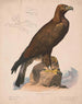 Koninklijke adelaar - Louis Prang Co — weergave van het kunstwerk