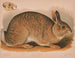 Grijze haas Lepus sylvaticus - Louis Prang Co — weergave van het kunstwerk