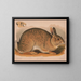 Grijze haas Lepus sylvaticus - Louis Prang Co — ingelijst kunstwerk aan de muur