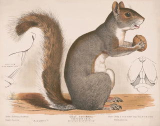 Louis Prang  Co - Gray squirrel Northern gray Sciurus migratorius.webp