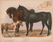 Paarden 1 Paard van ren 2 Trekpaard 3 Pony - Louis Prang Co — weergave van het kunstwerk