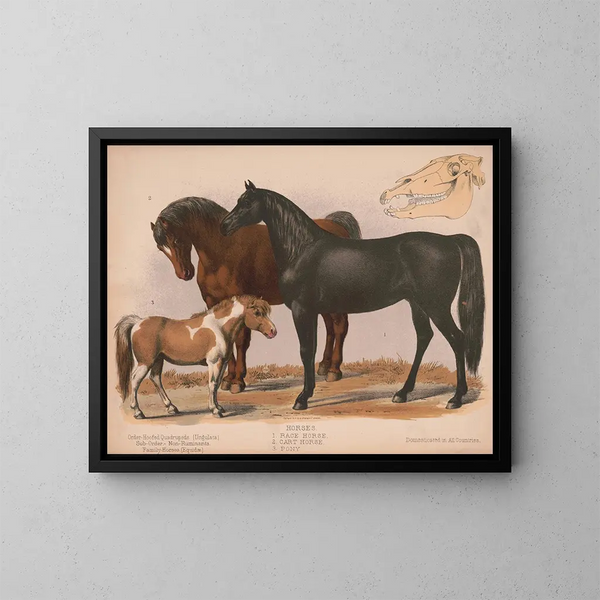 Paarden 1 Paard van ren 2 Trekpaard 3 Pony - Louis Prang Co — ingelijst kunstwerk aan de muur