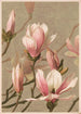 Magnolia - Louis Prang Co — weergave van het kunstwerk