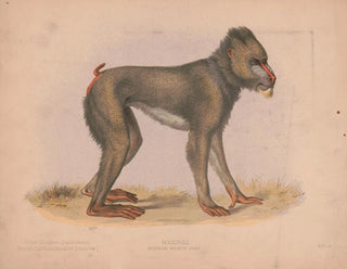 Louis Prang  Co - Mormon maimon gray.webp