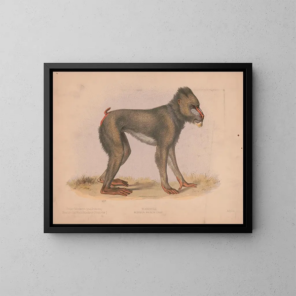 Mormon Maimon Gray - Louis Prang Co — ingelijst kunstwerk aan de muur