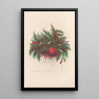 Louis Prang Co - Moss cranberry vine.webp