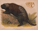 Noord-Amerikaanse Egel - Louis Prang Co — weergave van het kunstwerk