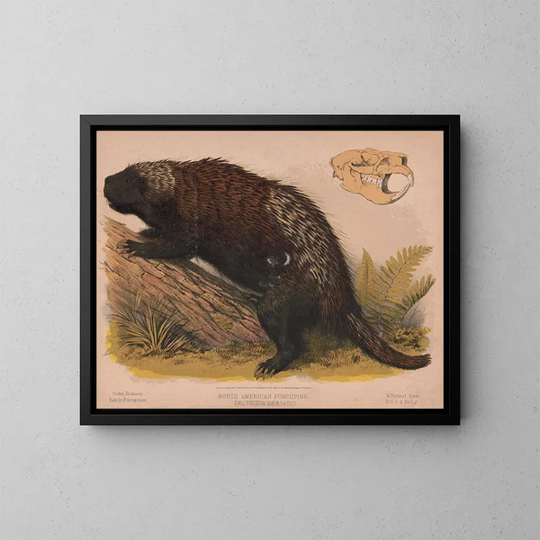 Noord-Amerikaanse Egel - Louis Prang Co — ingelijst kunstwerk aan de muur
