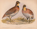 Caille of Bobwhite Ortyx virginianus bon 1 mannetje 2 vrouwtjes - Louis Prang Co — weergave van het kunstwerk