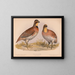 Caille of Bobwhite Ortyx virginianus bon 1 mannetje 2 vrouwtjes - Louis Prang Co — ingelijst kunstwerk aan de muur