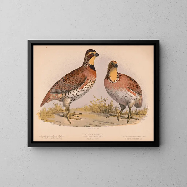 Caille of Bobwhite Ortyx virginianus bon 1 mannetje 2 vrouwtjes - Louis Prang Co — ingelijst kunstwerk aan de muur