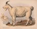Geit van de rotsachtige bergen - Louis Prang Co — weergave van het kunstwerk