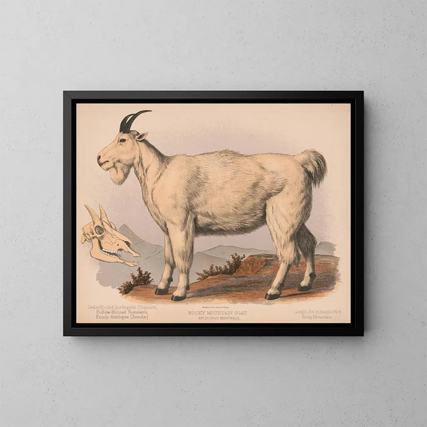 Geit van de rotsachtige bergen - Louis Prang Co — ingelijst kunstwerk aan de muur