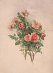 Rozen - Louis Prang Co — weergave van het kunstwerk