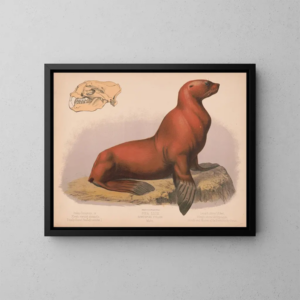 van mannelijke zeeleeuw Eumetopias stelleri - Louis Prang Co — ingelijst kunstwerk aan de muur