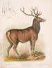 De Amerikaanse eland - Louis Prang Co — weergave van het kunstwerk
