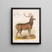 De Amerikaanse eland - Louis Prang Co — ingelijst kunstwerk aan de muur