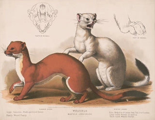 Louis Prang  Co - Weasels Mustela longicauda.webp
