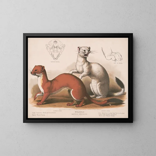 Fouines Mustela longicauda - Louis Prang Co — ingelijst kunstwerk aan de muur