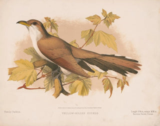 Louis Prang  Co - Yellowbilled cuckoo.webp