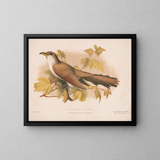Louis Prang  Co - Yellowbilled cuckoo.webp