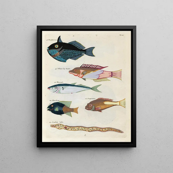 Louis Renard - Poissons ecrevisses et crabes de diverses couleurs et figures extraordinaires Pl018.webp