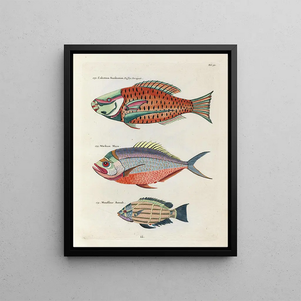 Louis Renard - Poissons ecrevisses et crabes de diverses couleurs et figures extraordinaires Pl032.webp