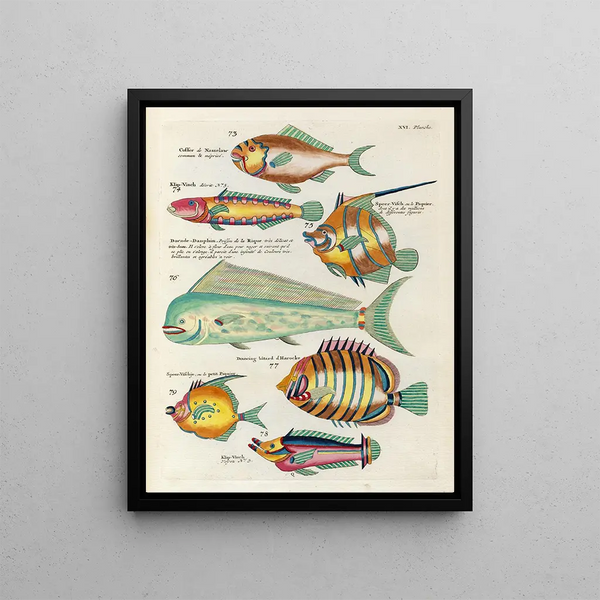 Louis Renard - Poissons ecrevisses et crabes de diverses couleurs et figures extraordinaires Pl059.webp