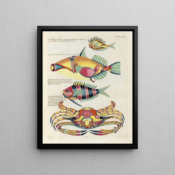 Louis Renard - Poissons ecrevisses et crabes de diverses couleurs et figures extraordinaires Pl077.webp