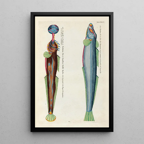 Louis Renard - Poissons ecrevisses et crabes de diverses couleurs et figures extraordinaires Pl085.webp