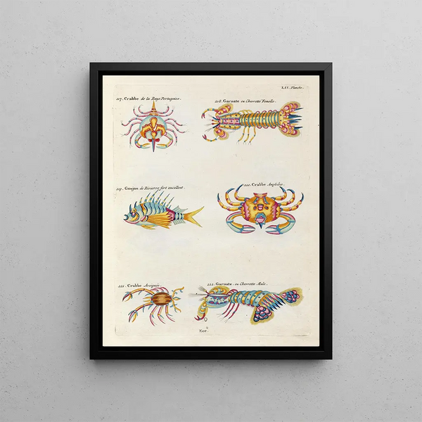 Louis Renard - Poissons ecrevisses et crabes de diverses couleurs et figures extraordinaires Pl095.webp
