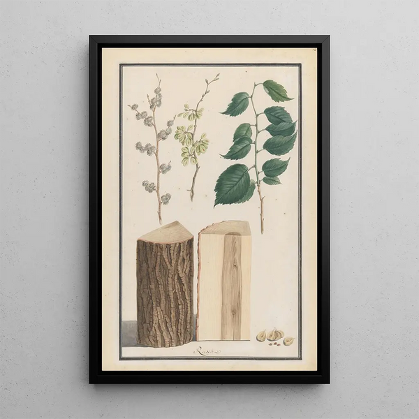 Ludwig Pfleger - Studies of the leaves blossoms fruits and trunk of an English elm Ulmus procera.webp