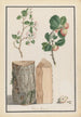 Studiën van de stam, bloemen en vruchten van een wilde appelboom Malus sylvestris - Ludwig Pfleger — weergave van het kunstwerk